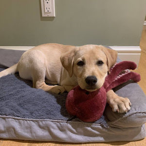 Meet your Posher, Maddy